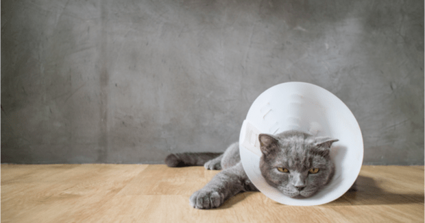 ASPCA, Injured Cat