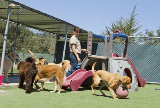 Best Friends Pet Care, Dogs Playing